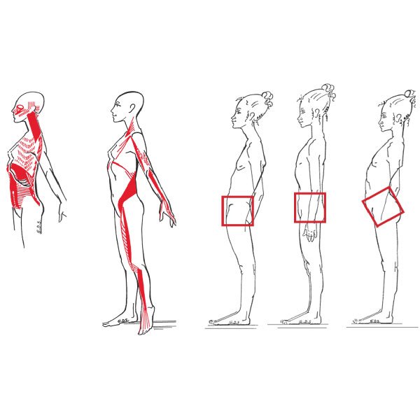 Cadeias anteromedianas: cadeias musculares e articulares : método